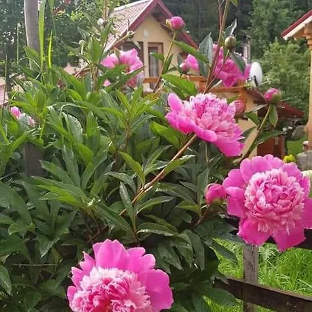 Forest Vibes Guest house