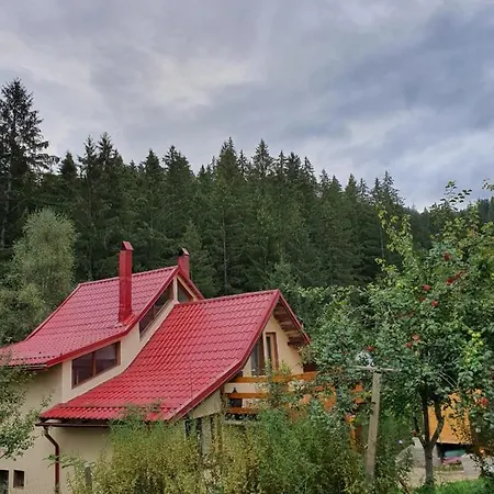 Forest Vibes * Cîmpu lui Neag