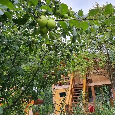 Forest Vibes Guest house