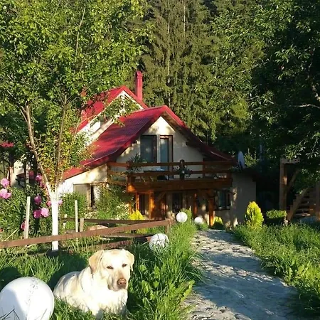 Guest house Forest Vibes Cimpu lui Neag