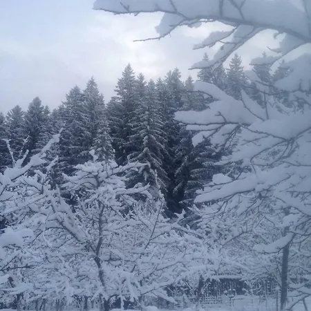 Forest Vibes Cimpu lui Neag