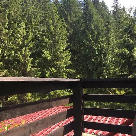 Forest Vibes *