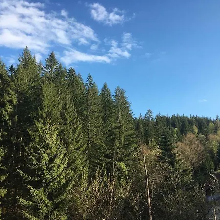 Forest Vibes Cîmpu lui Neag