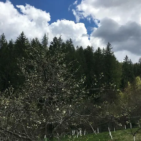 Penzion Forest Vibes *