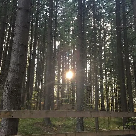 Guest house Forest Vibes
